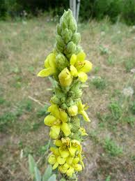 Attēlu rezultāti vaicājumam “Verbascum thapsus flower”