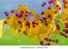 Attēlu rezultāti vaicājumam “Malus baccata fruit”