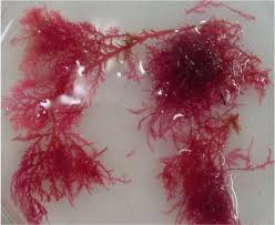 Attēlu rezultāti vaicājumam “Rhodophyta”