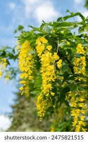 Attēlu rezultāti vaicājumam “Laburnum alpinum leaf”