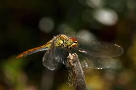 Attēlu rezultāti vaicājumam “Sympetrum sanguineum female”