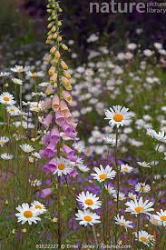 Attēlu rezultāti vaicājumam “Leucanthemum vulgare flower”