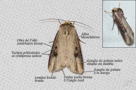 Attēlu rezultāti vaicājumam “Axylia putris”