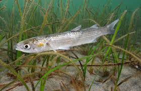 Image result for Liza aurata