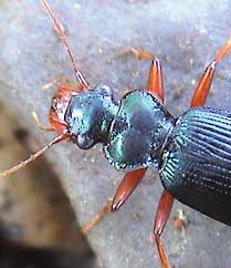 Attēlu rezultāti vaicājumam “Leistus ferrugineus”