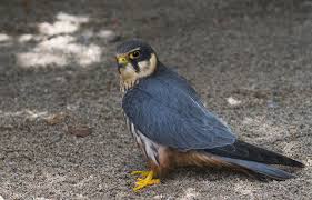 Attēlu rezultāti vaicājumam “Falco subbuteo”