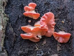 Attēlu rezultāti vaicājumam “Craterocolla cerasi”