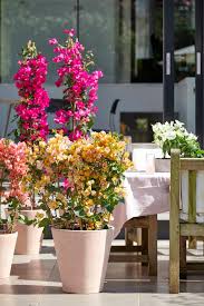 Image result for bougainvillea