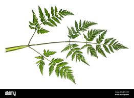 Attēlu rezultāti vaicājumam “Anthriscus sylvestris leaf”