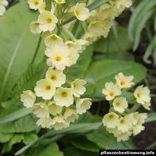 Image result for Primula elatior