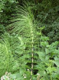 Attēlu rezultāti vaicājumam “Equisetum telmateia”