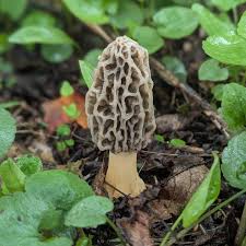 Attēlu rezultāti vaicājumam “Morchella esculenta”