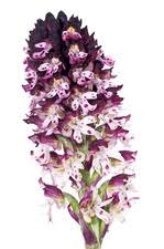 Attēlu rezultāti vaicājumam “Orchis ustulata”