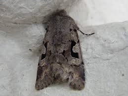 Attēlu rezultāti vaicājumam “Orthosia gothica”