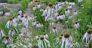 Image result for Echinacea pallida