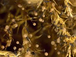 Attēlu rezultāti vaicājumam “Clastoderma debaryanum spores”