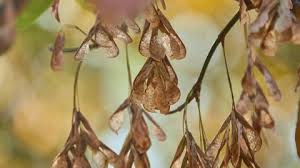 Attēlu rezultāti vaicājumam “Acer negundo fruit”