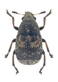 Attēlu rezultāti vaicājumam “Anthribidae”