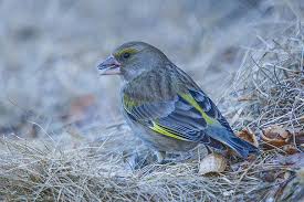 Attēlu rezultāti vaicājumam “Carduelis flammea female”