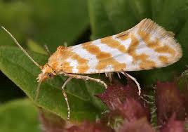 Attēlu rezultāti vaicājumam “Aethes margaritana”