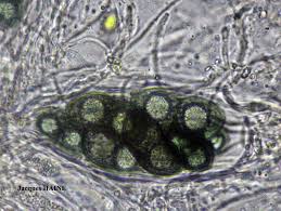 Attēlu rezultāti vaicājumam “Anaptychia ciliaris”