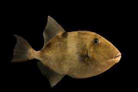 Image result for Balistes capriscus