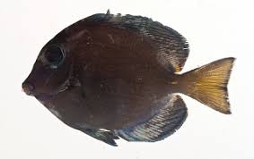 Image result for Acanthurus coeruleus