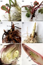 Attēlu rezultāti vaicājumam “Cladium mariscus bud”