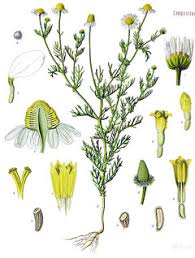 Image result for Matricaria recutita (chamomilla)
