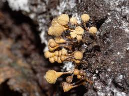 Attēlu rezultāti vaicājumam “Hemitrichia calyculata young”