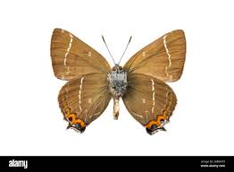 Attēlu rezultāti vaicājumam “Satyrium w-album underside”