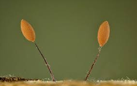 Attēlu rezultāti vaicājumam “Comatricha tenerrima”