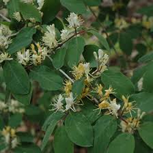 Attēlu rezultāti vaicājumam “Lonicera xylosteum flower”