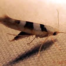 Attēlu rezultāti vaicājumam “Argyresthia goedartella”