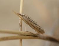 Attēlu rezultāti vaicājumam “Pediasia fascelinella”