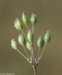 Attēlu rezultāti vaicājumam “Silene otites”