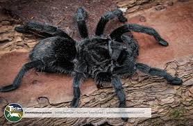 Znalezione obrazy dla zapytania Grammostola grossa