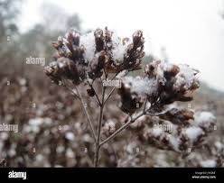 Attēlu rezultāti vaicājumam “Origanum vulgare bud”