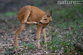 Attēlu rezultāti vaicājumam “Capreolus capreolus”