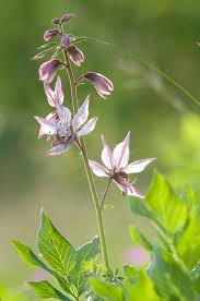 Image result for Diptam