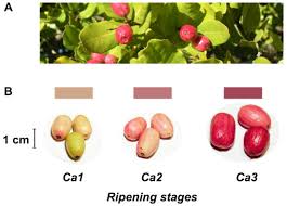 Attēlu rezultāti vaicājumam “Carex acuta fruit”