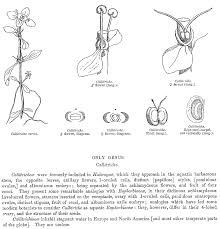 Attēlu rezultāti vaicājumam “Callitrichaceae”