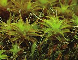 Attēlu rezultāti vaicājumam “Syntrichia ruralis var. ruralis sporophyte”