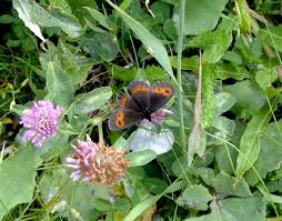 Attēlu rezultāti vaicājumam “Erebia aethiops upperside”