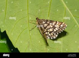 Attēlu rezultāti vaicājumam “Chiasmia clathrata”