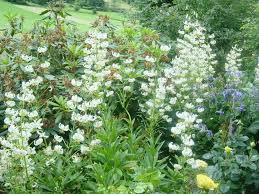 Image result for Lilium martagon Alba