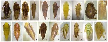 Attēlu rezultāti vaicājumam “Auchenorrhyncha”