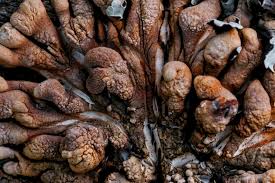 Attēlu rezultāti vaicājumam “Hypocreopsis lichenoides”