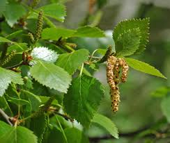 Attēlu rezultāti vaicājumam “Betula pubescens flower”