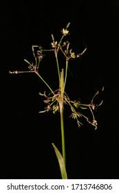 Attēlu rezultāti vaicājumam “Luzula pilosa leaf”
